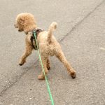 Hund zieht an der Leine beim Mantrailing