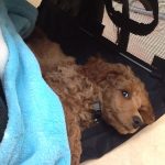 Kleinpudel mit 2 Monaten in der Hundetasche "Sturdibag"