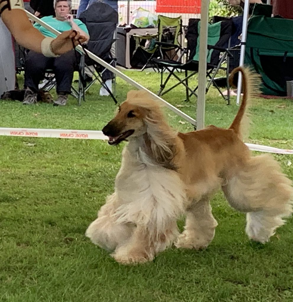 Windhund auf der Hundeausstellung Ludwigshafen
