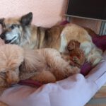 Pudelwelpe mit Schäferhund und Tante