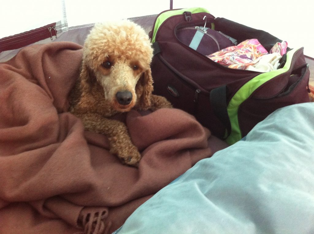 Brauchen Hunde beim Zelten eine Bettdecke?