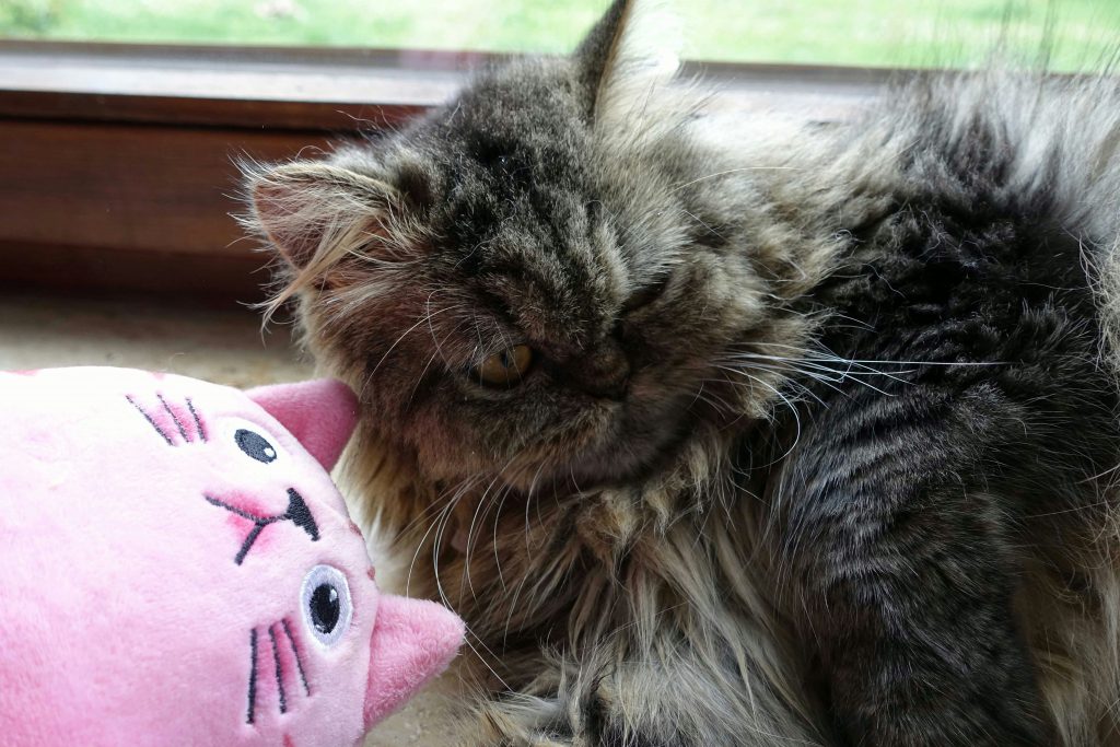 Perserkatze Imici mit rosa Katze