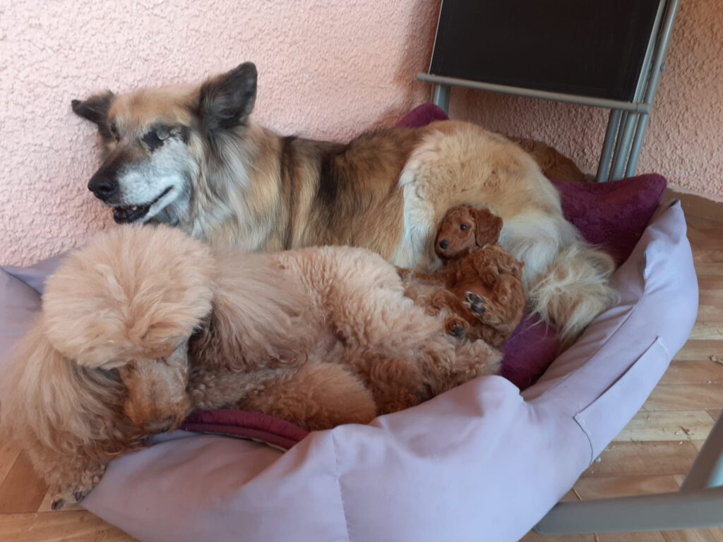 Pudel Welpe mit Schäferhund und Tante
